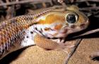 Среда обитания и образ жизни геккона