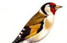 Птица породы щеголь: подробное описание и особенности щегла
