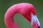 Обыкновенный фламинго – восьмое чудо света